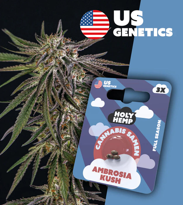 HOLY HEMP - Cannabissamen 3er Pack zum Eigenanbau