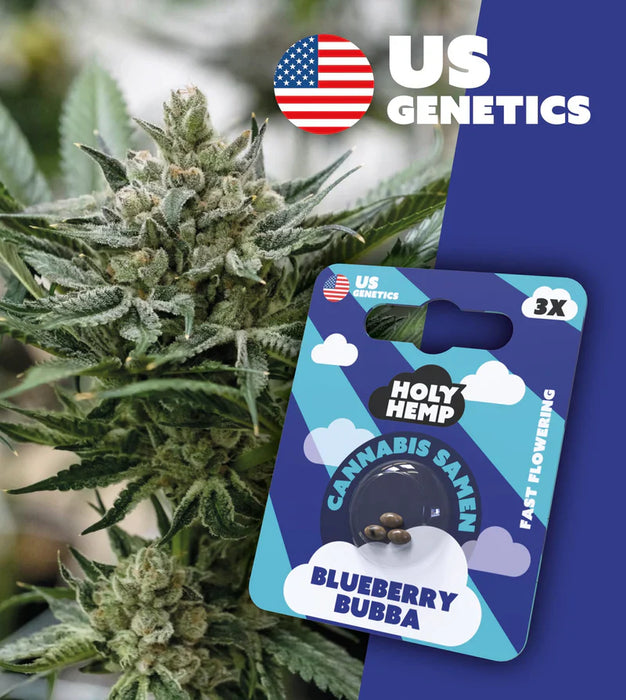 HOLY HEMP - Cannabissamen 3er Pack zum Eigenanbau