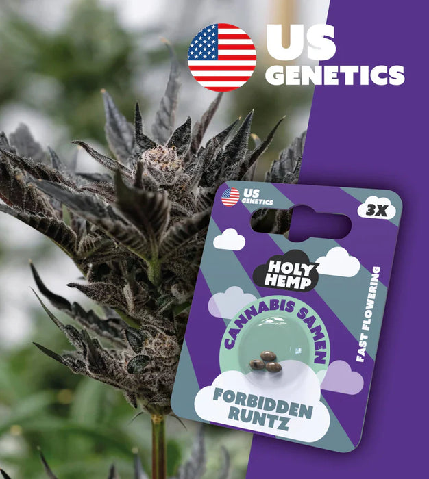 HOLY HEMP - Cannabissamen 3er Pack zum Eigenanbau