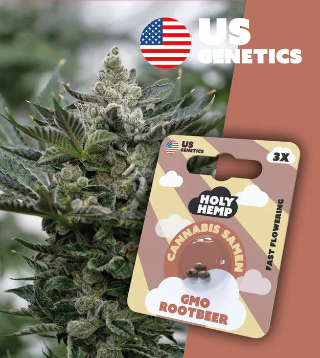 HOLY HEMP - Cannabissamen 3er Pack zum Eigenanbau