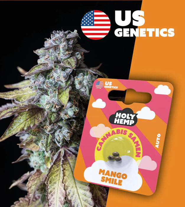 HOLY HEMP - Cannabissamen 3er Pack zum Eigenanbau