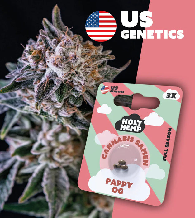HOLY HEMP - Cannabissamen 3er Pack zum Eigenanbau