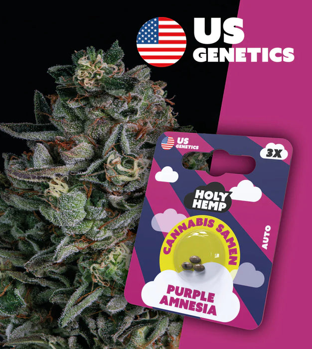 HOLY HEMP - Cannabissamen 3er Pack zum Eigenanbau