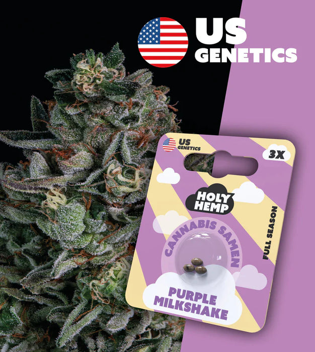 HOLY HEMP - Cannabissamen 3er Pack zum Eigenanbau