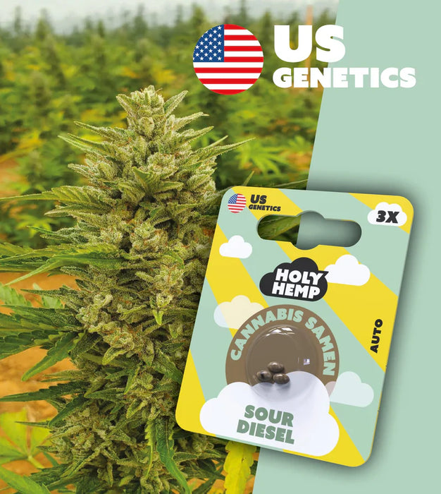 HOLY HEMP - Cannabissamen 3er Pack zum Eigenanbau