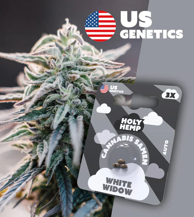 HOLY HEMP - Cannabissamen 3er Pack zum Eigenanbau